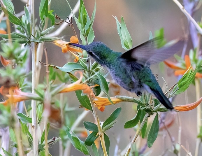 Broad-billed Hummingbird - ML635062957