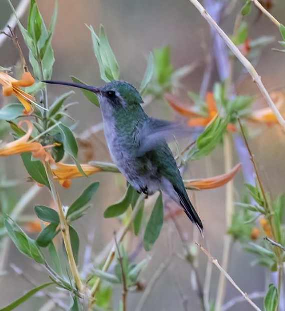 Broad-billed Hummingbird - ML635062958