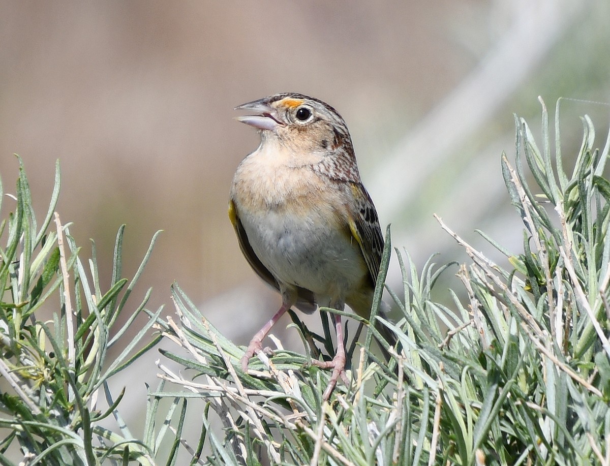 Grasshopper Sparrow - ML635062963