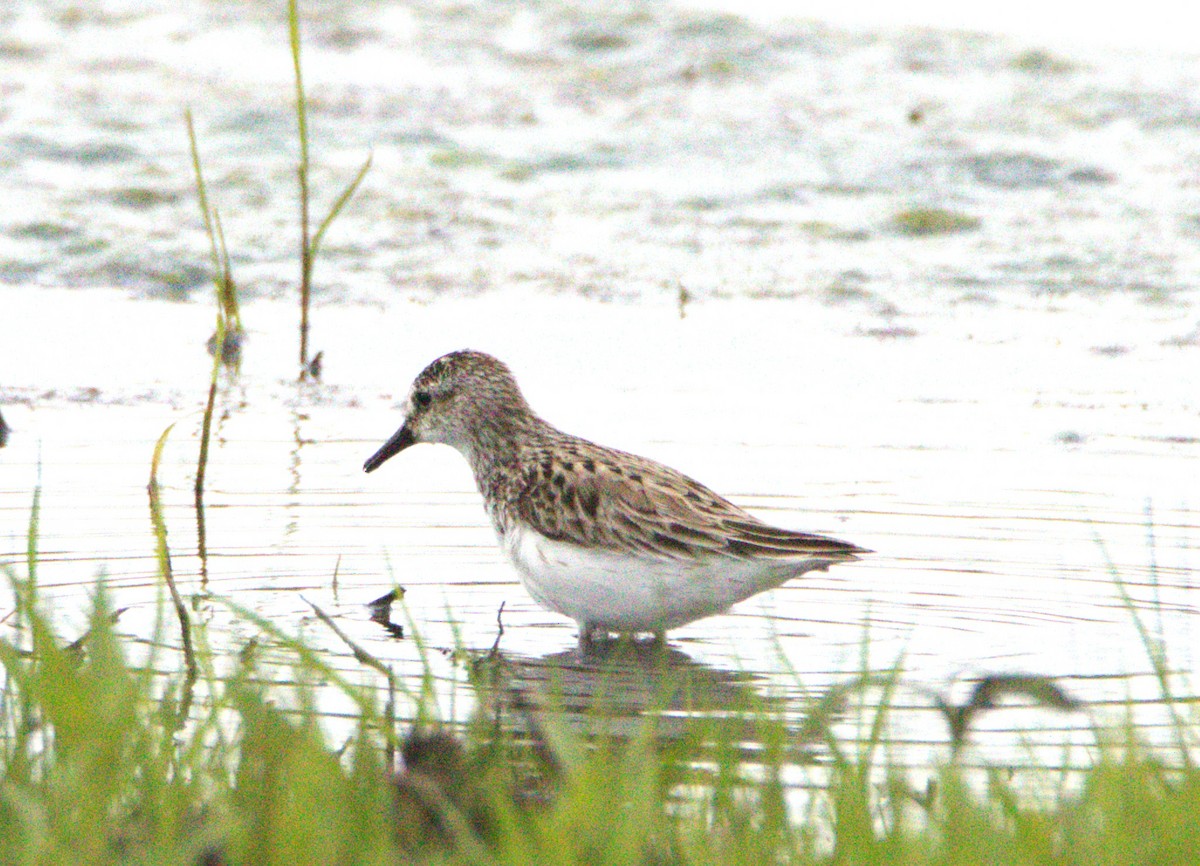 Semipalmated Sandpiper - ML635062989