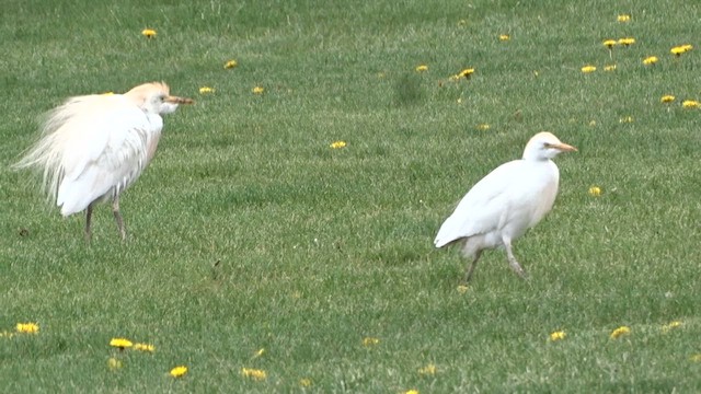 Western Cattle-Egret - ML635063025