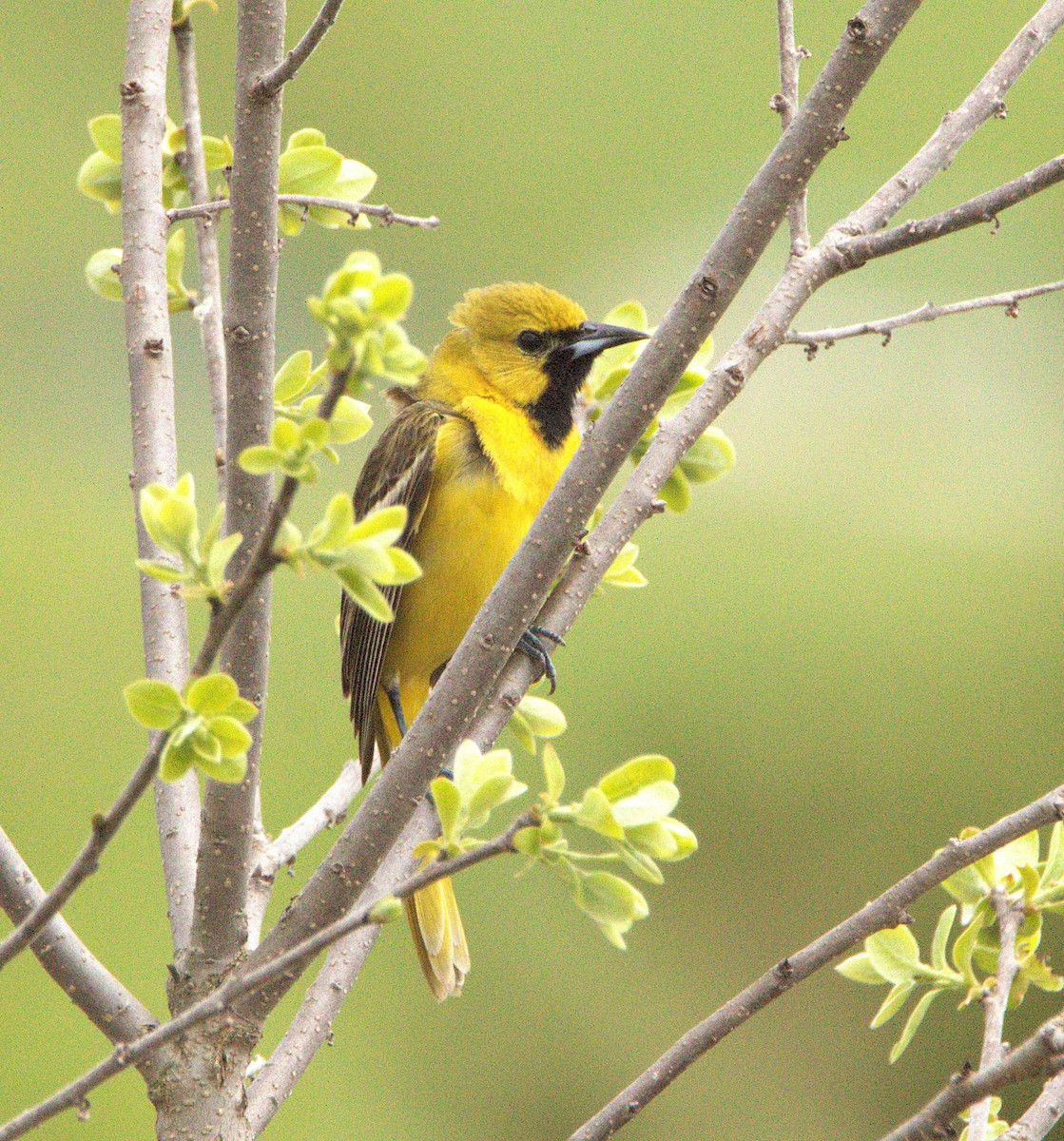 Orchard Oriole - ML635063035