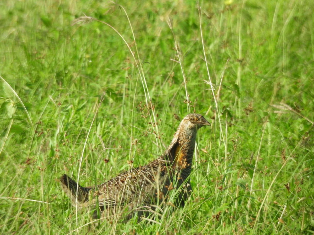 tetřívek prériový (ssp. attwateri) - ML635063250