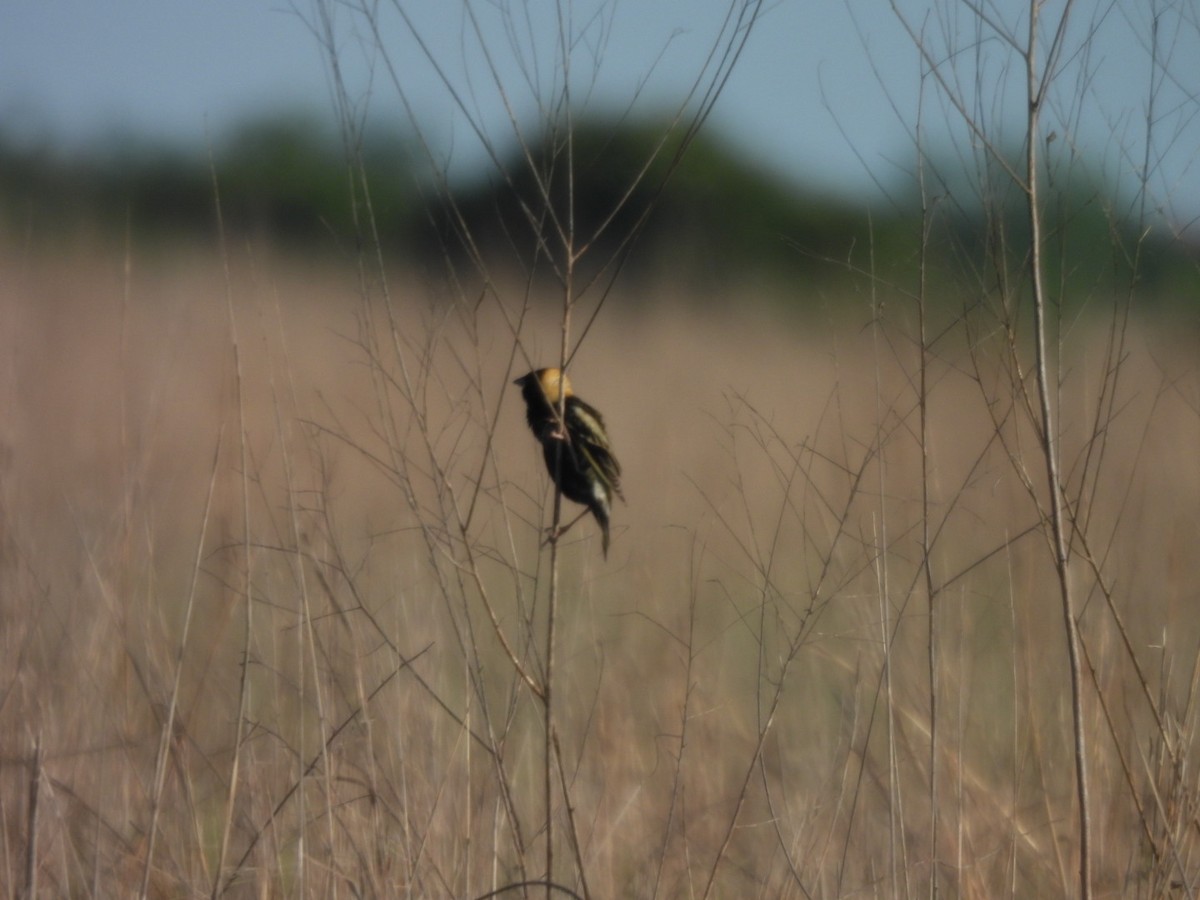 ボボリンク - ML635063399