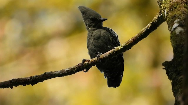 Gray-and-buff Woodpecker - ML635063402