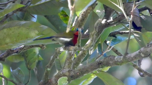 White-flanked Sunbird - ML635063421