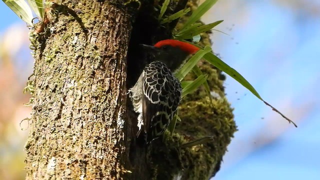 Gray-and-buff Woodpecker - ML635063489