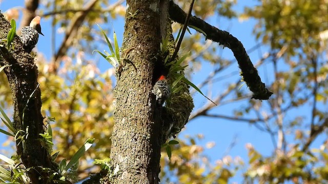 Gray-and-buff Woodpecker - ML635063493