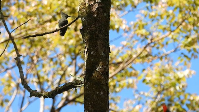 Gray-and-buff Woodpecker - ML635063495