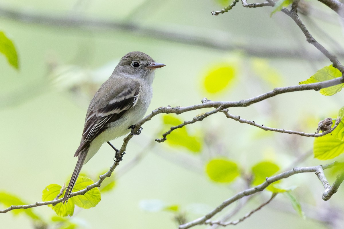 Least Flycatcher - Baxter Beamer