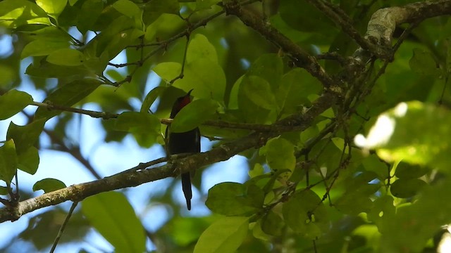 White-flanked Sunbird - ML635063509