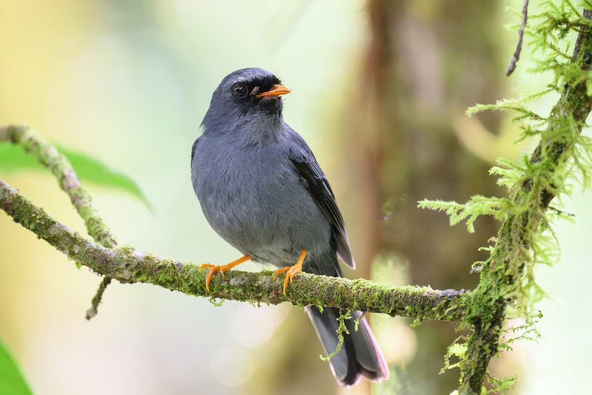 Black-faced Solitaire - ML635063595