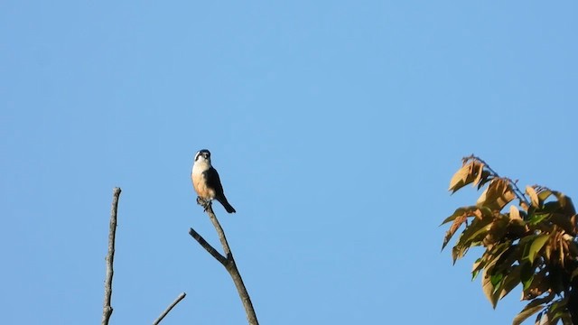 モモグロヒメハヤブサ - eBird