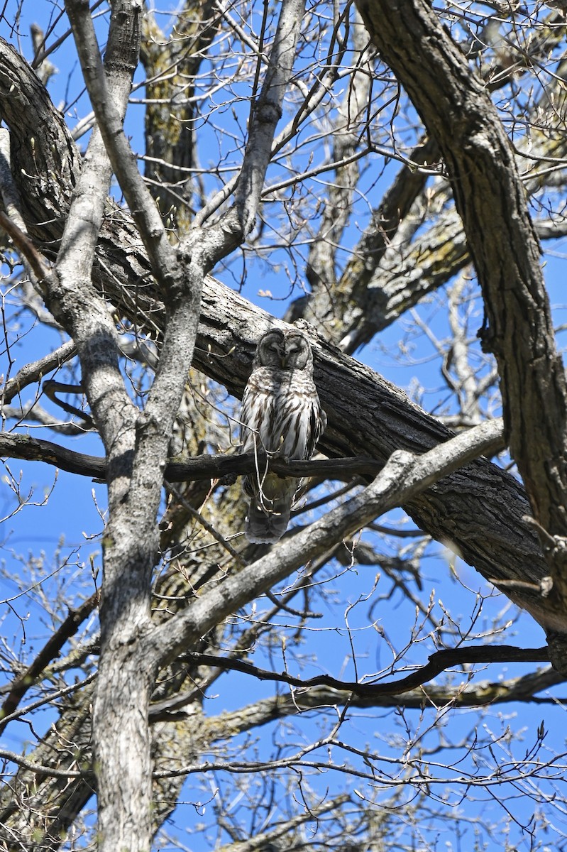 Barred Owl - ML635063647