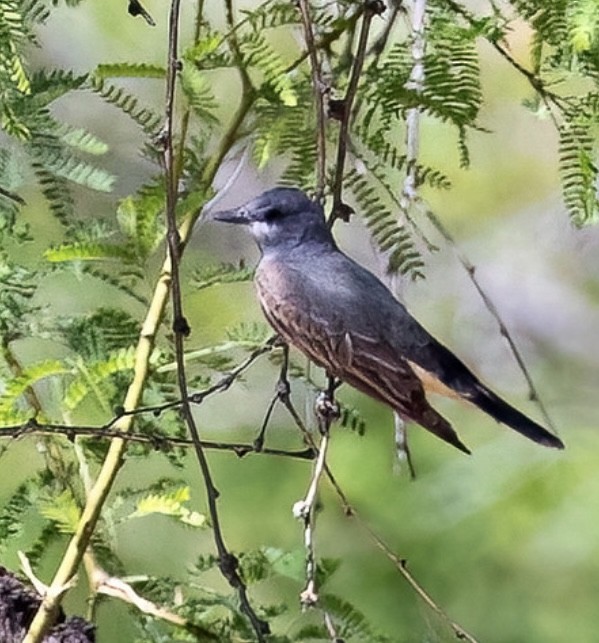 Cassin's Kingbird - ML635063789