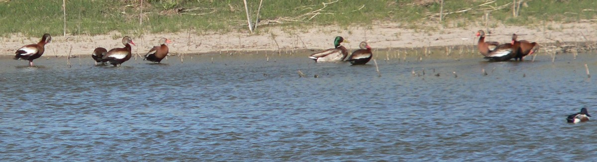 Black-bellied Whistling-Duck - ML635063937