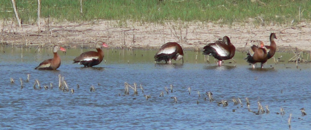 Black-bellied Whistling-Duck - ML635063946