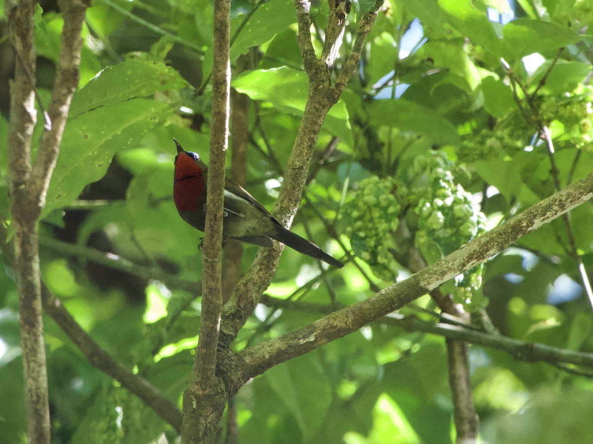 White-flanked Sunbird - ML635063999