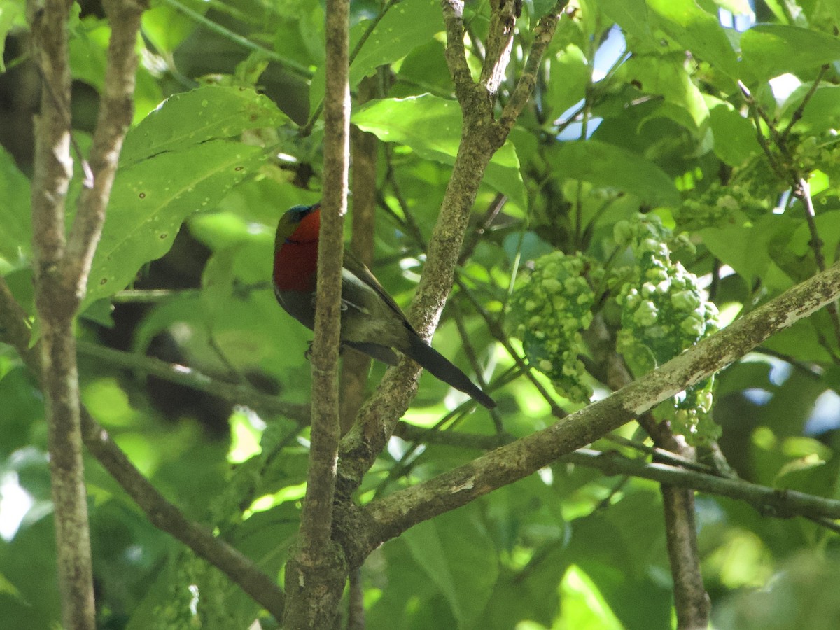White-flanked Sunbird - ML635064000