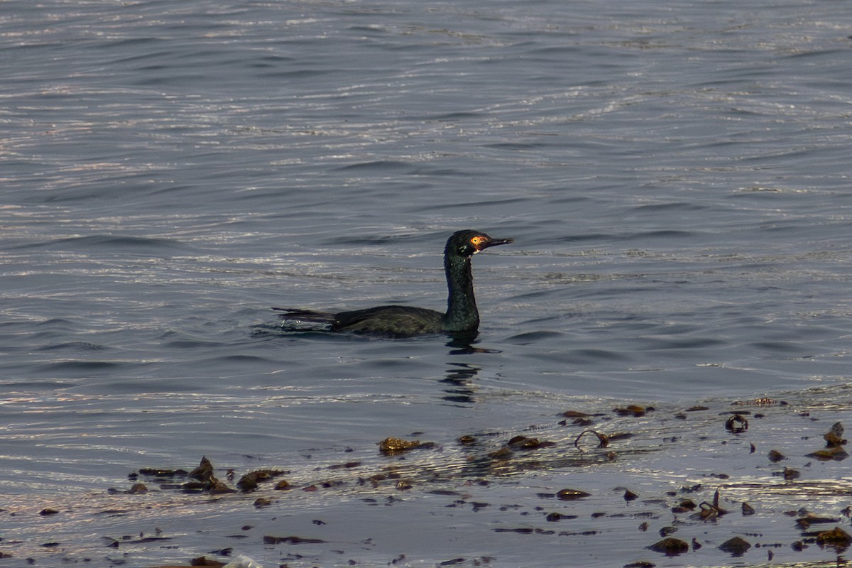 Magellanic Cormorant - ML635064035