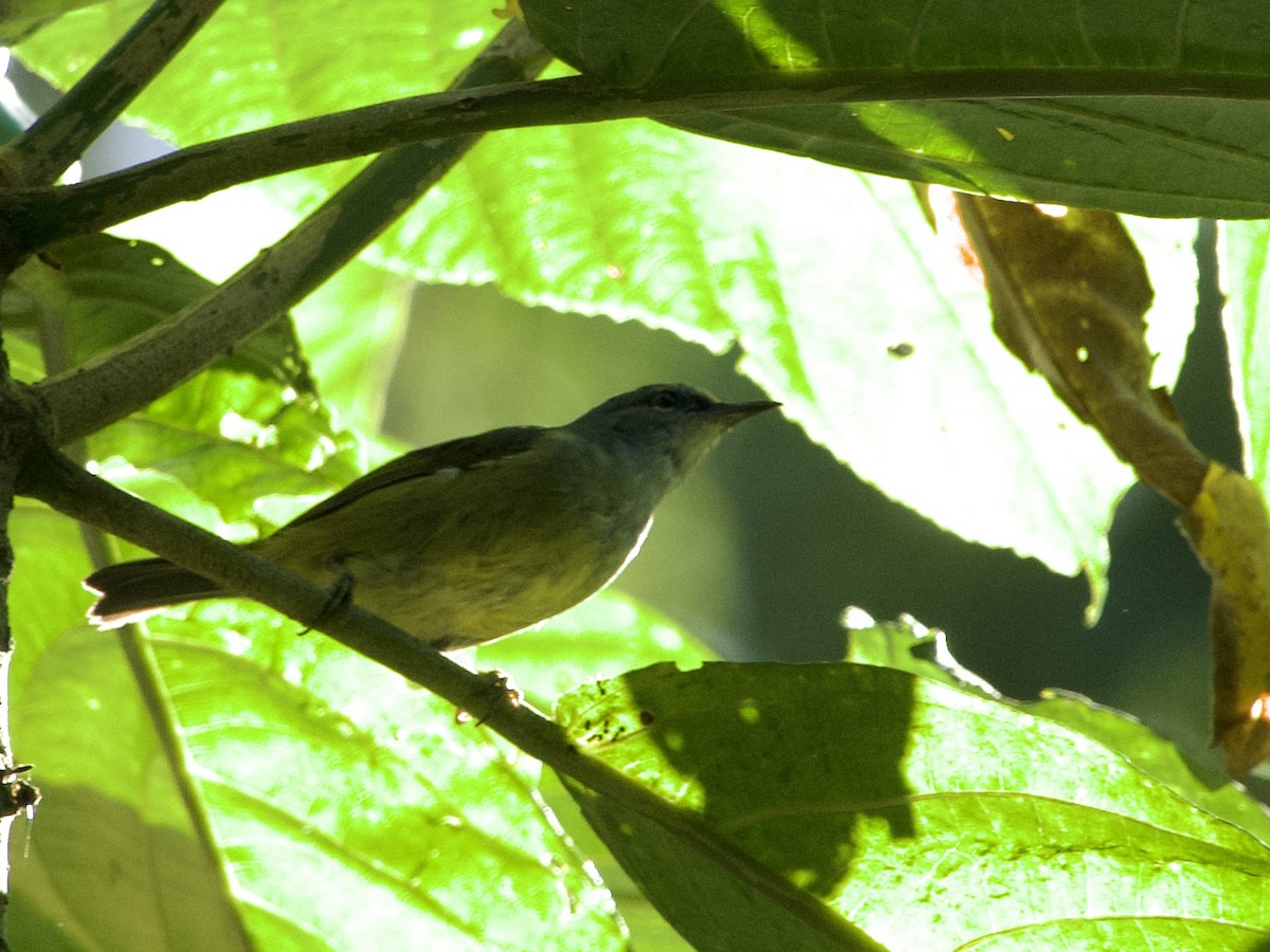Javabrillenvogel - ML635064148