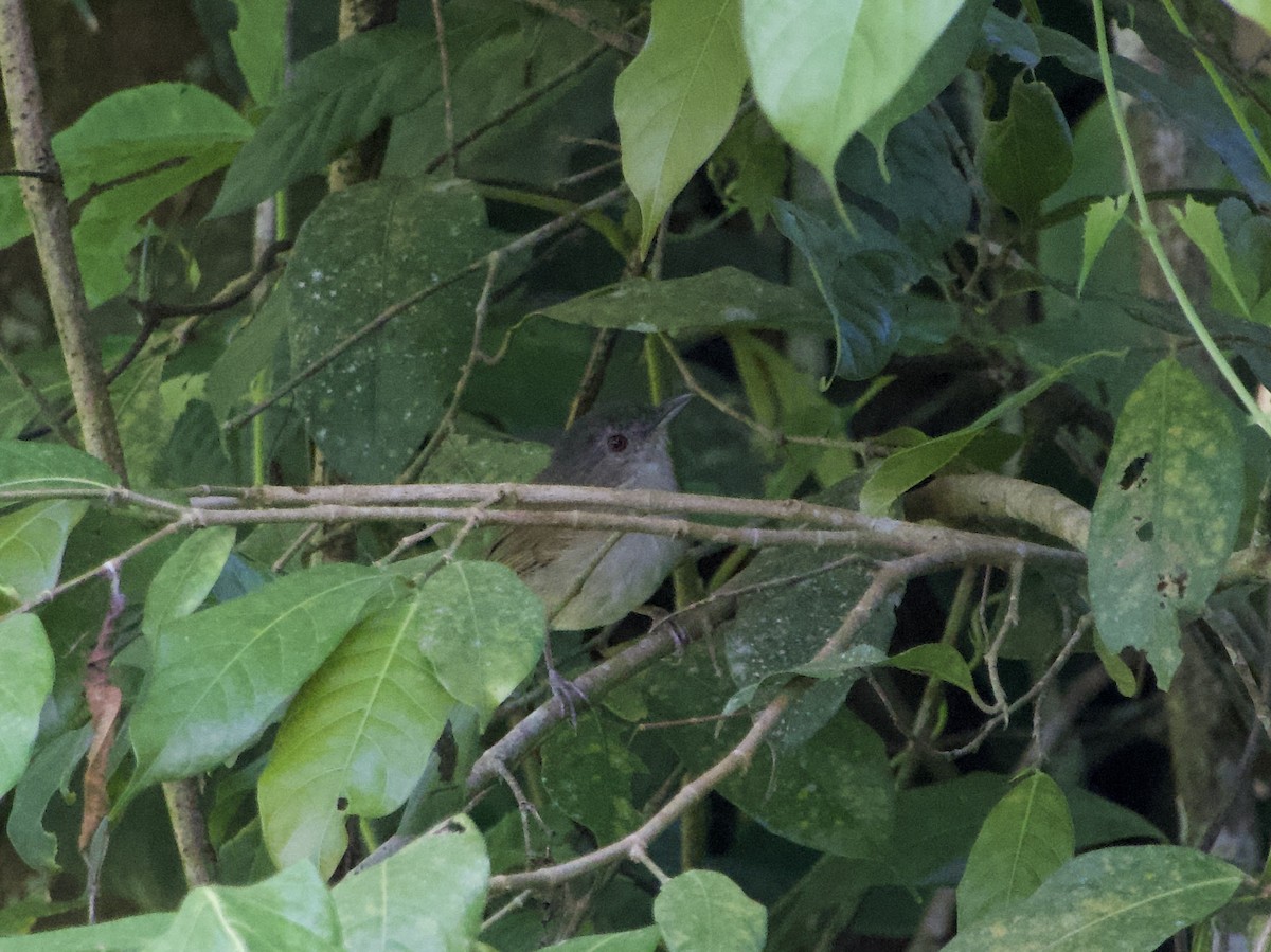 Horsfield's Babbler - ML635064190