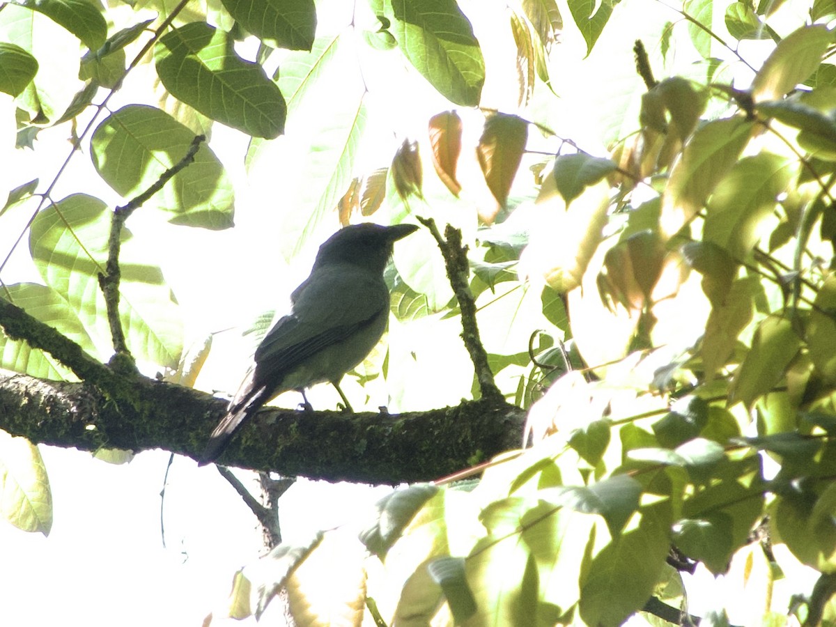 Sunda Cuckooshrike - ML635064261