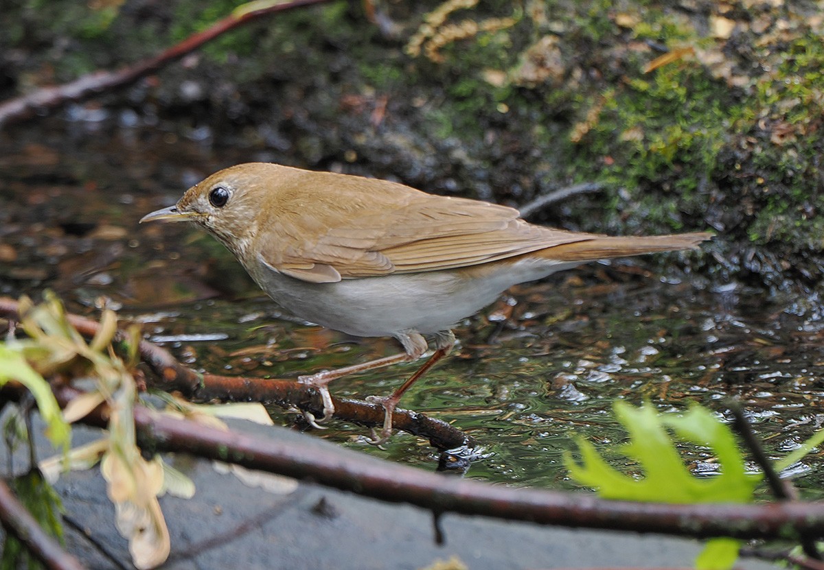 Veery - ML635064282