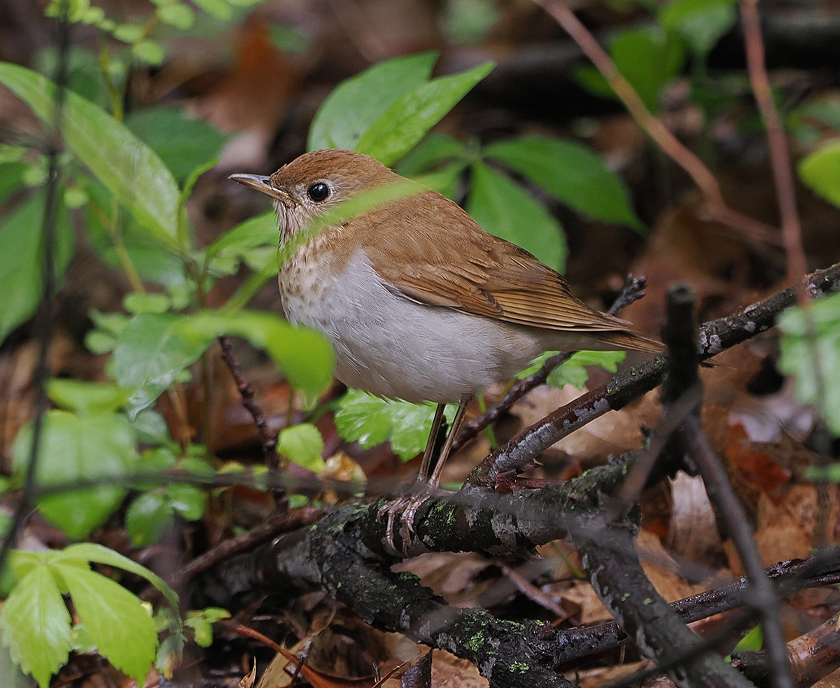 Veery - ML635064283