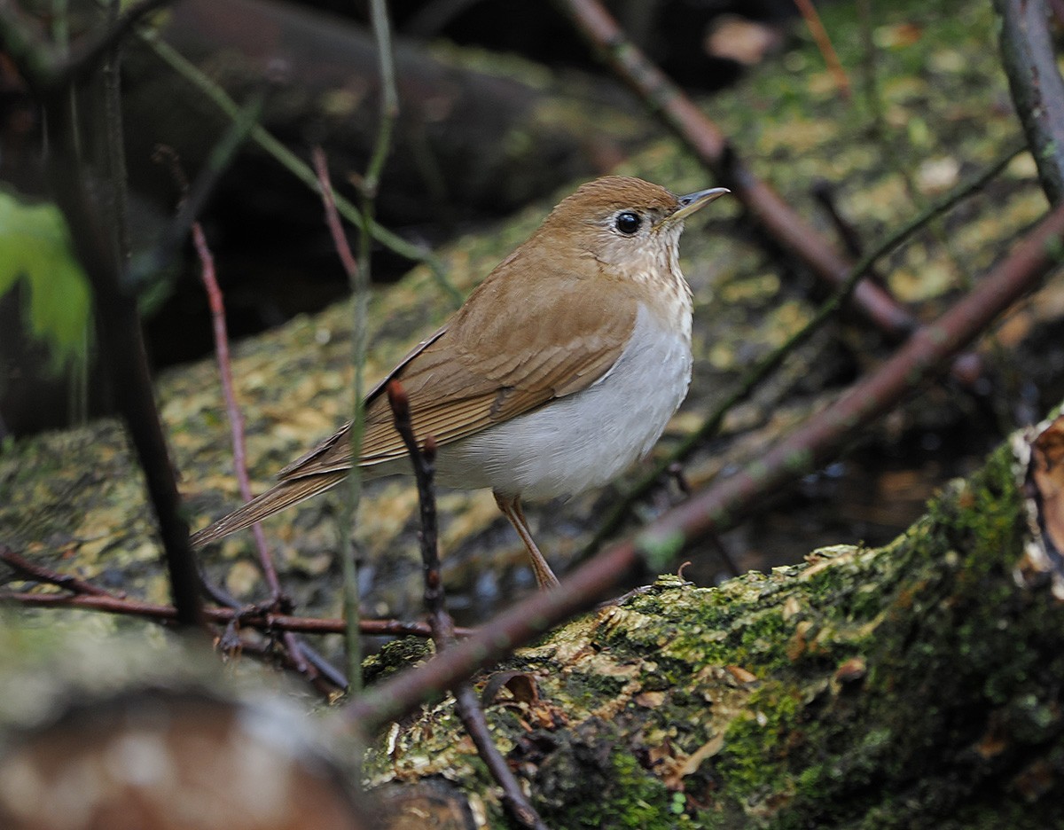 Veery - ML635064284