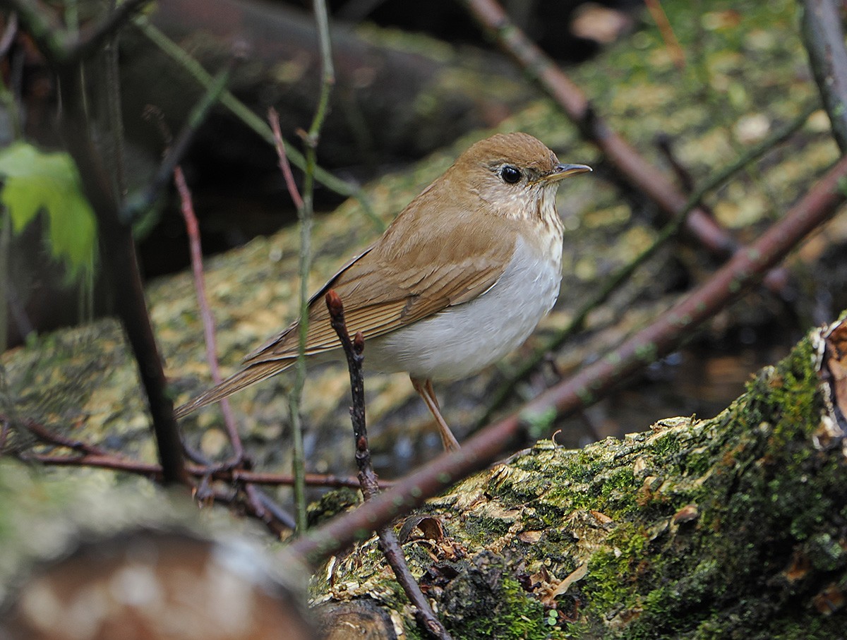 Veery - ML635064285
