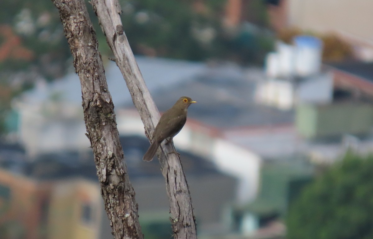 Spectacled Thrush - ML635064463