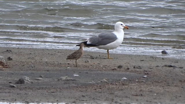Short-billed Dowitcher - ML635064471