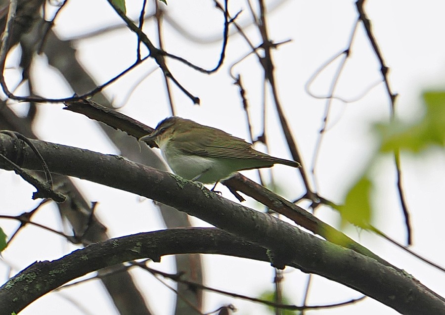 Red-eyed Vireo - ML635064692