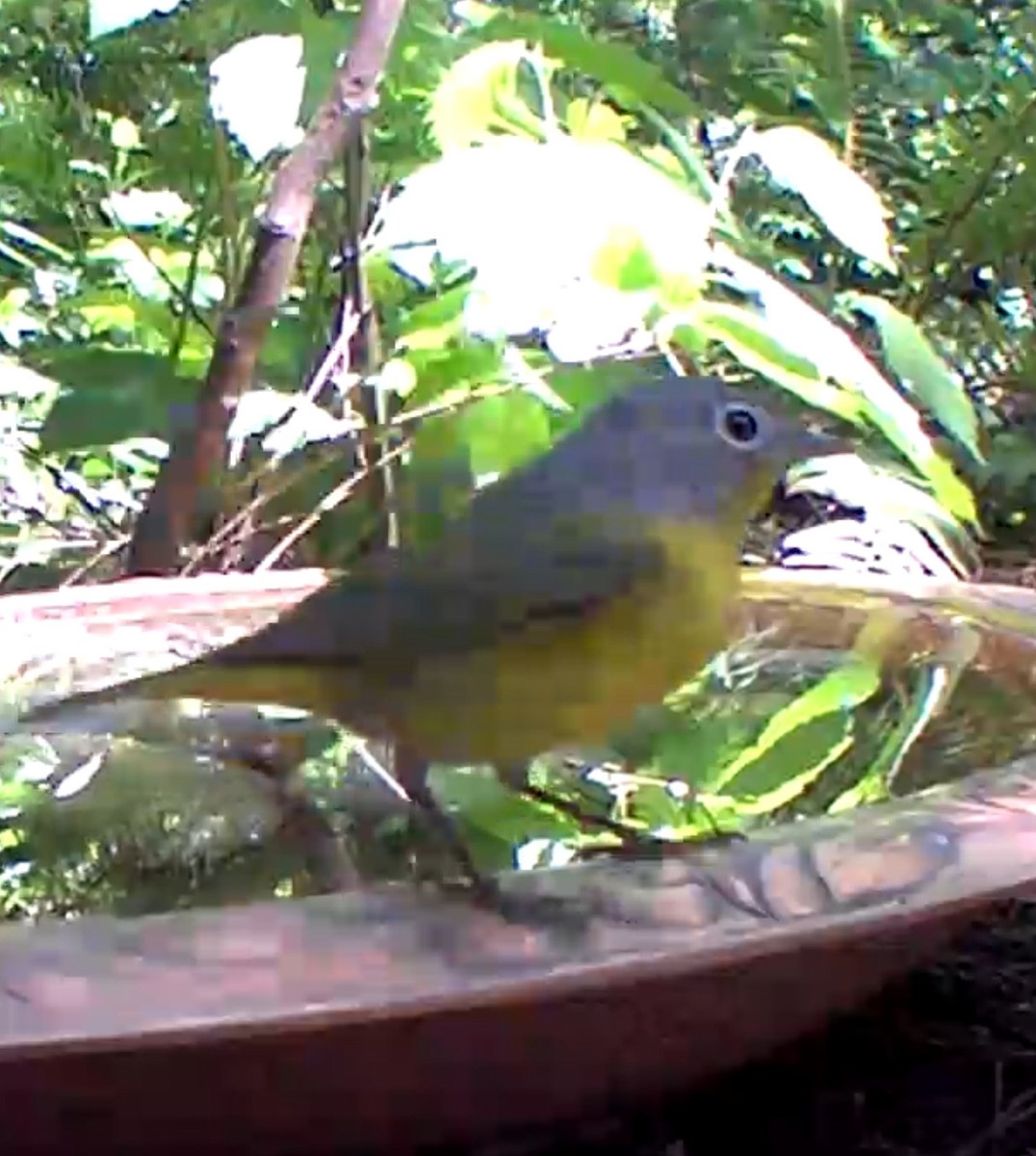 Nashville Warbler - ML635064772