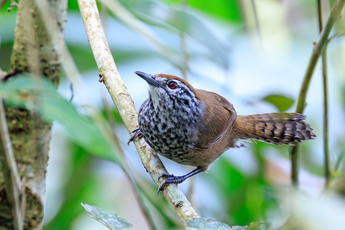 Spot-breasted Wren - ML635064775