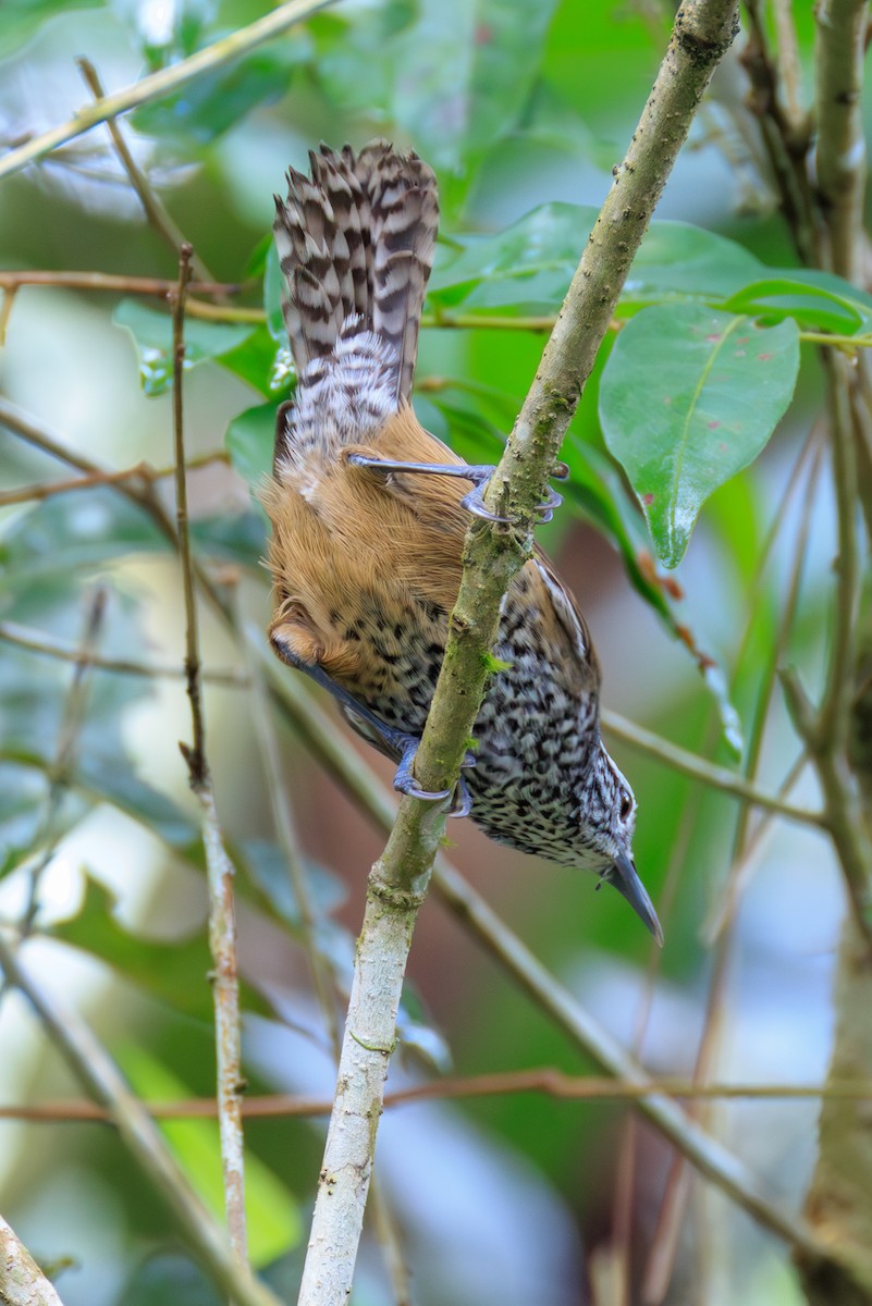 Spot-breasted Wren - ML635064776