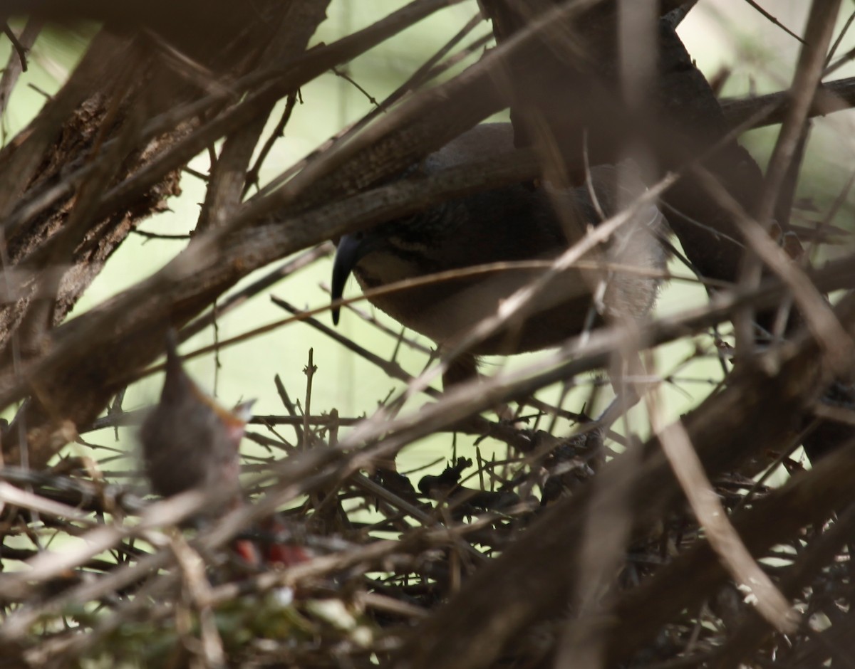 Crissal Thrasher - ML635064845