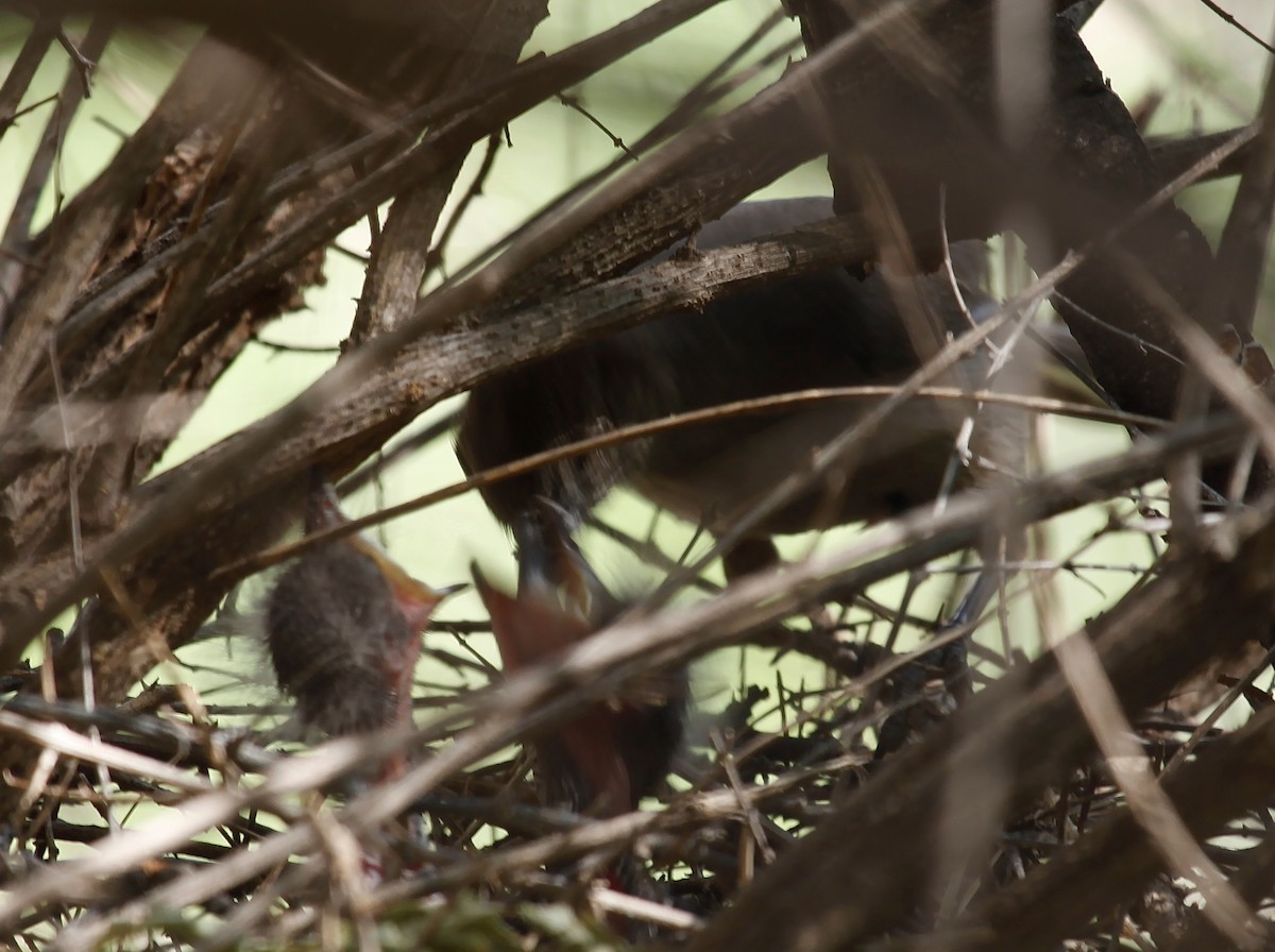 Crissal Thrasher - ML635064846