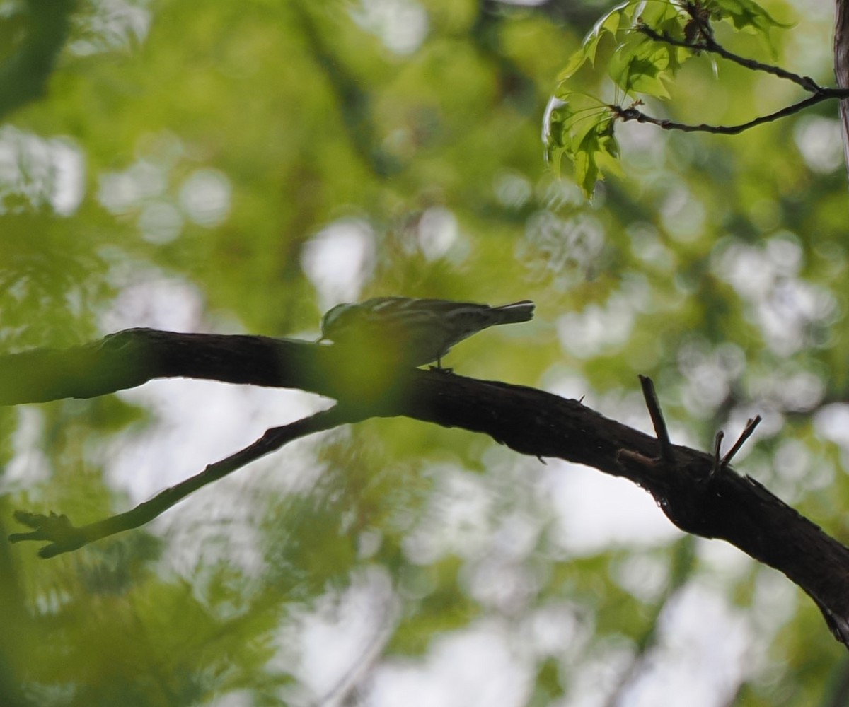 Black-and-white Warbler - ML635064857