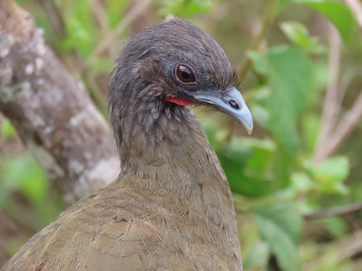 Chachalaca Culirroja - ML635064935