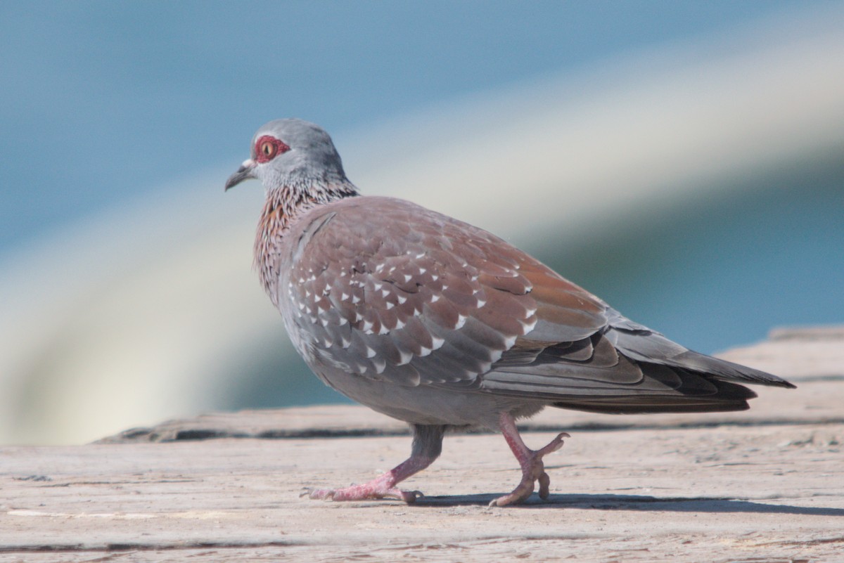 Speckled Pigeon - ML635065005