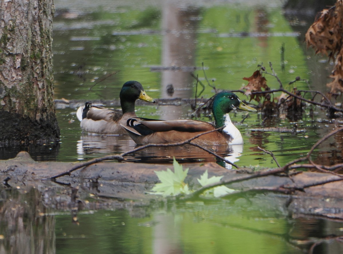 Mallard (Domestic type) - ML635065067