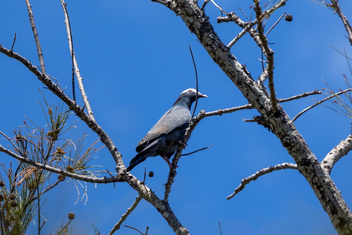White-crowned Pigeon - ML635065114