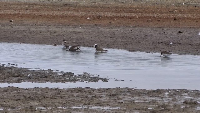 Semipalmated Plover - ML635065124