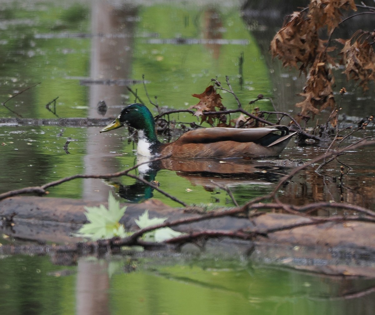 Mallard (Domestic type) - ML635065155