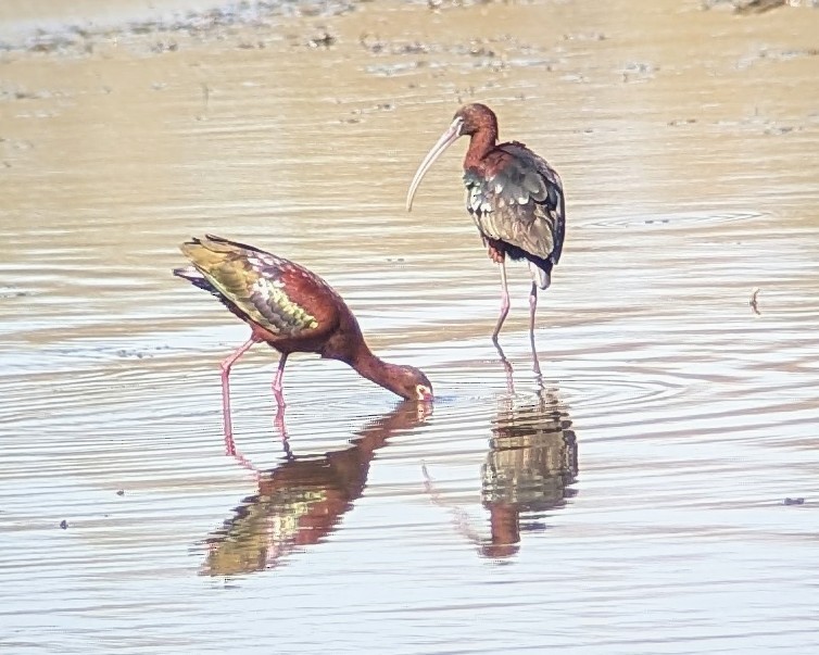Glossy Ibis - ML635065157