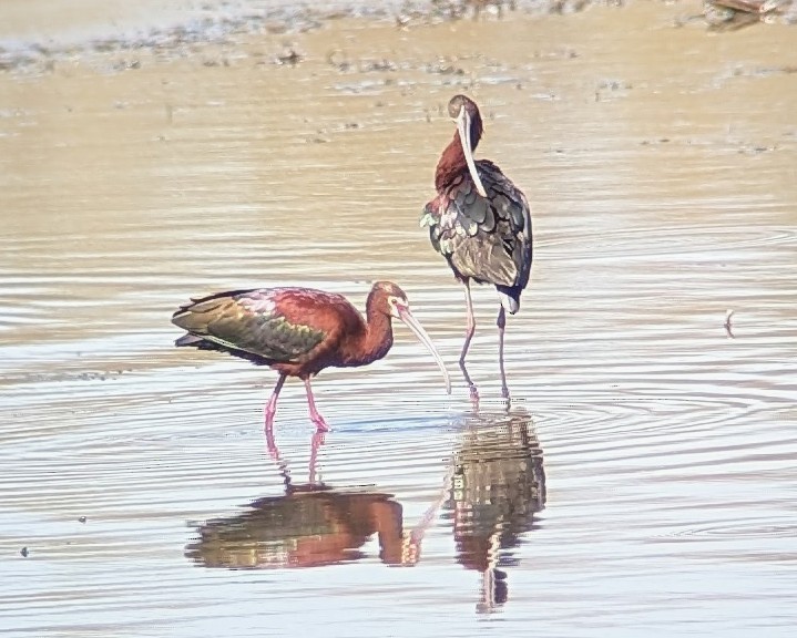 White-faced Ibis - ML635065168