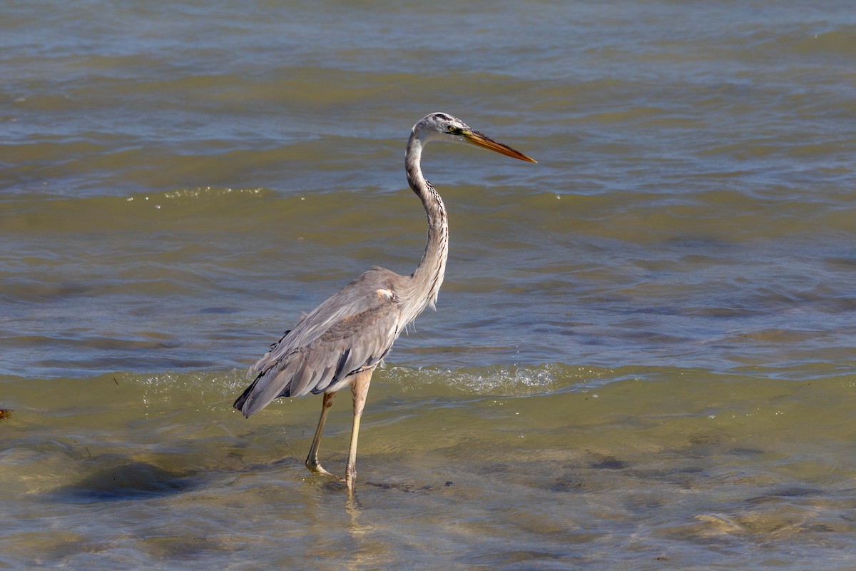 Great Blue Heron (Wurdemann's) - Lucas Pittman
