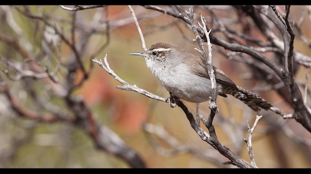 Bewick's Wren - ML635065270